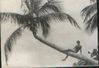 Filename=Palmera.jpg
Filesize=43KB
Dimensions=421x290
Date added=Apr 15, 2004 Palmera.jpg