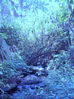 Filename=GUINEA_05_111.jpg
Filesize=302KB
Dimensions=500x667
Date added=Nov 29, 2007 GUINEA_05_111.jpg