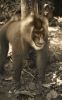 Filename=mandril.jpg
Filesize=87KB
Dimensions=500x801
Date added=May 18, 2005 mandril.jpg