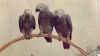 Filename=Loritos_guineanos.jpg
Filesize=69KB
Dimensions=700x393
Date added=Oct 14, 2013 Loritos_guineanos.jpg